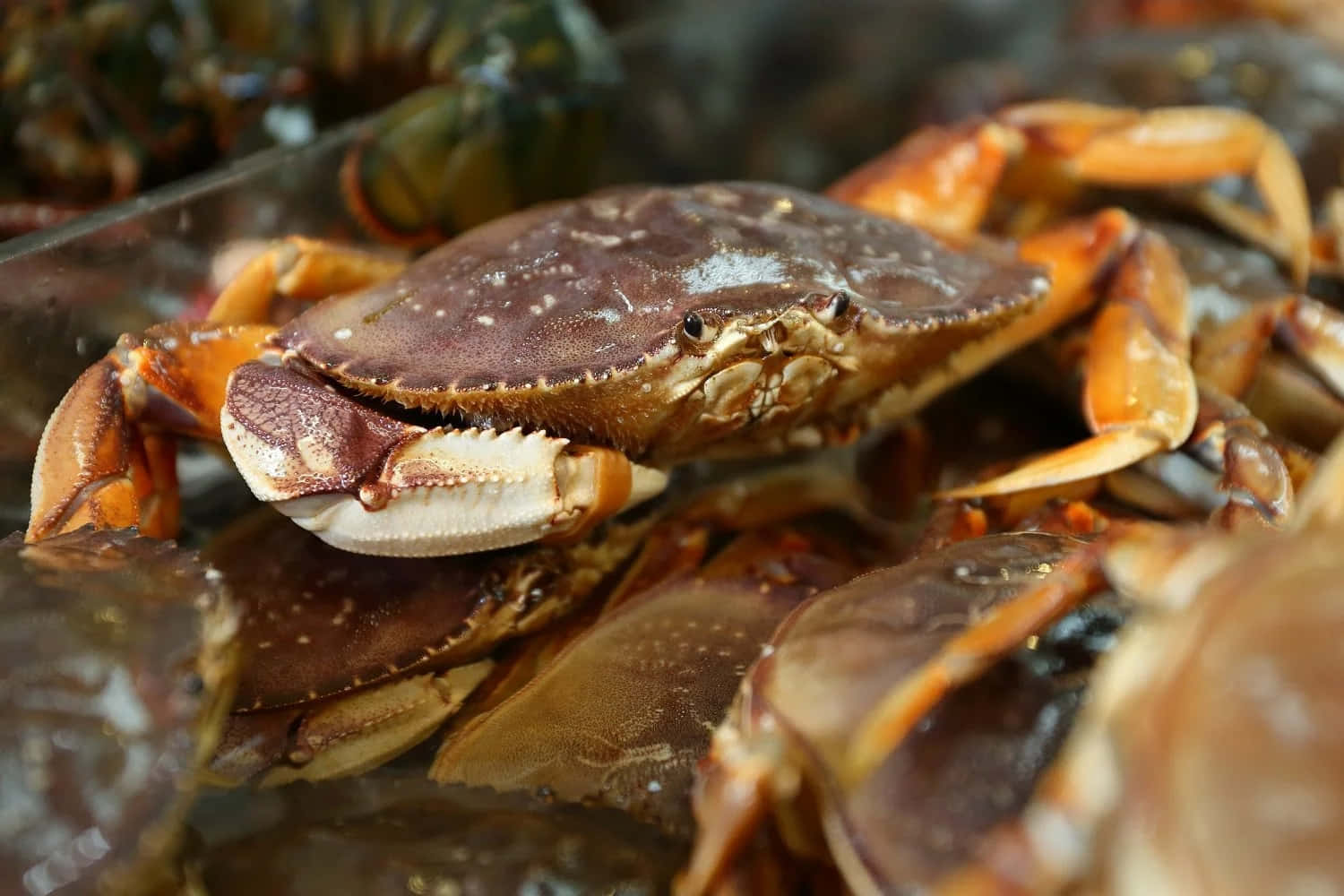 Dungeness Crab Up Close Wallpaper