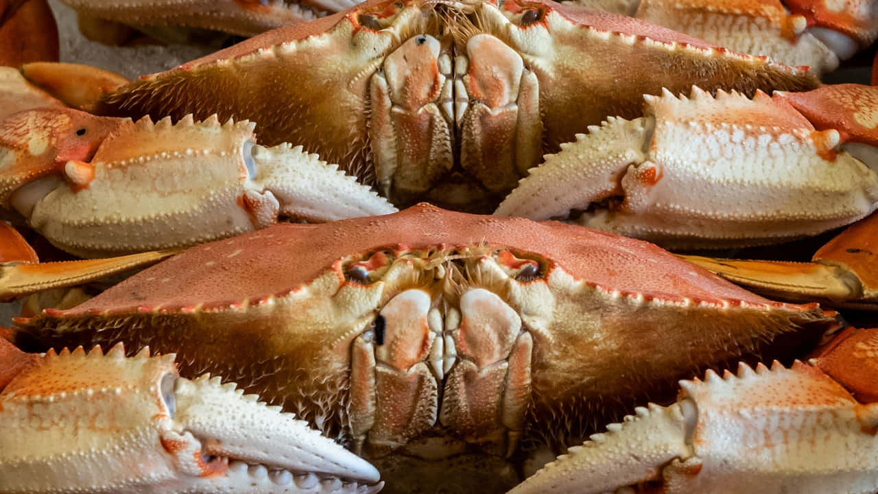 Dungeness Crabs Up Close Wallpaper