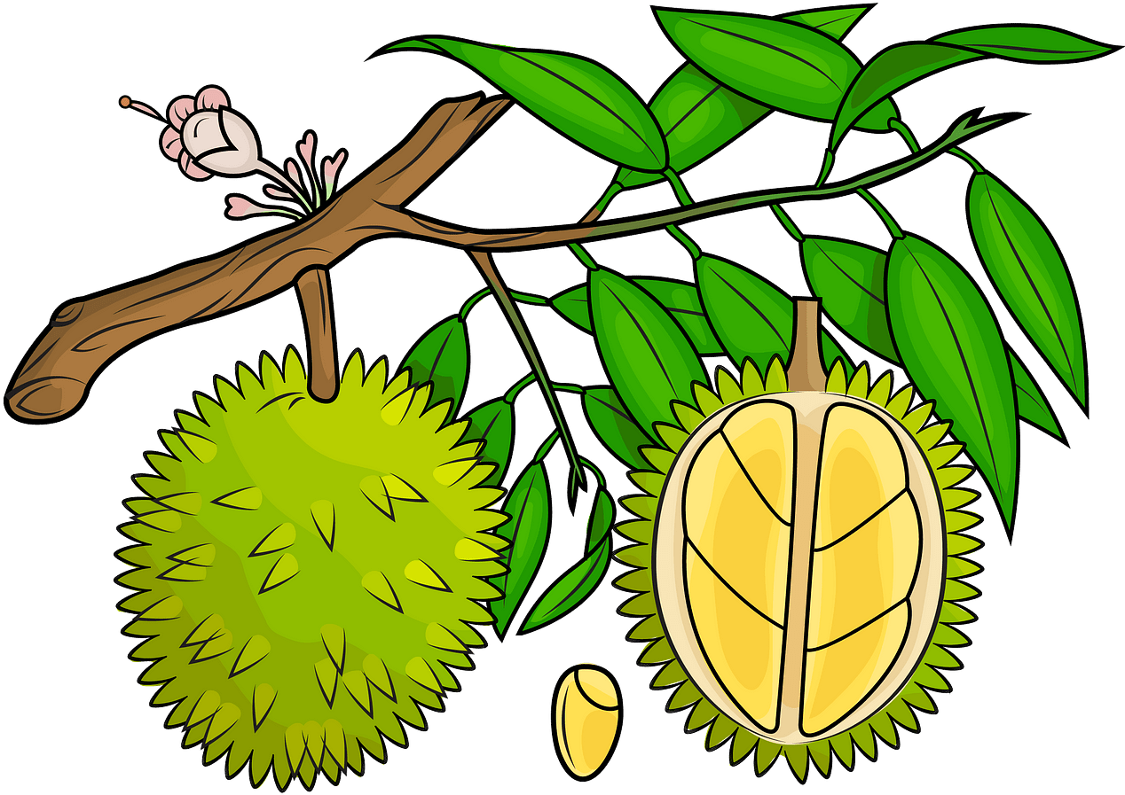Durian Fruit Branch Illustration PNG