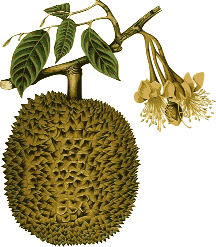 Durian Fruitand Flower Illustration PNG