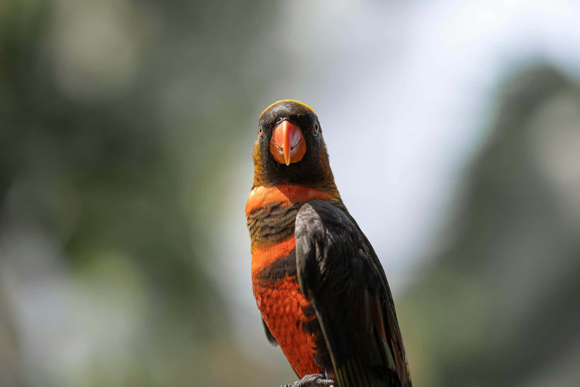 Dusky Lory Perched Wallpaper