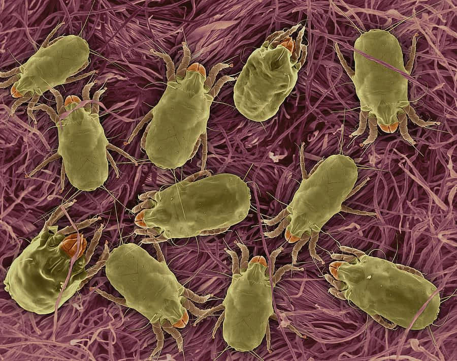 Dust Mites Microscopic View Wallpaper