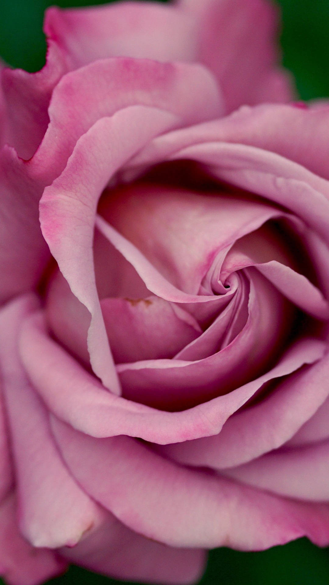 Elegantecarta Da Parati Con Rose Rosa Polveroso Per Iphone Sfondo