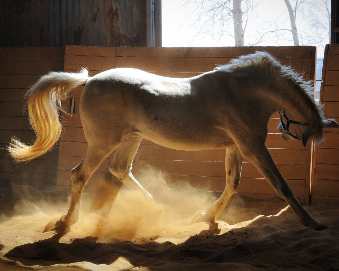 Dusty White Horse In Stable Wallpaper