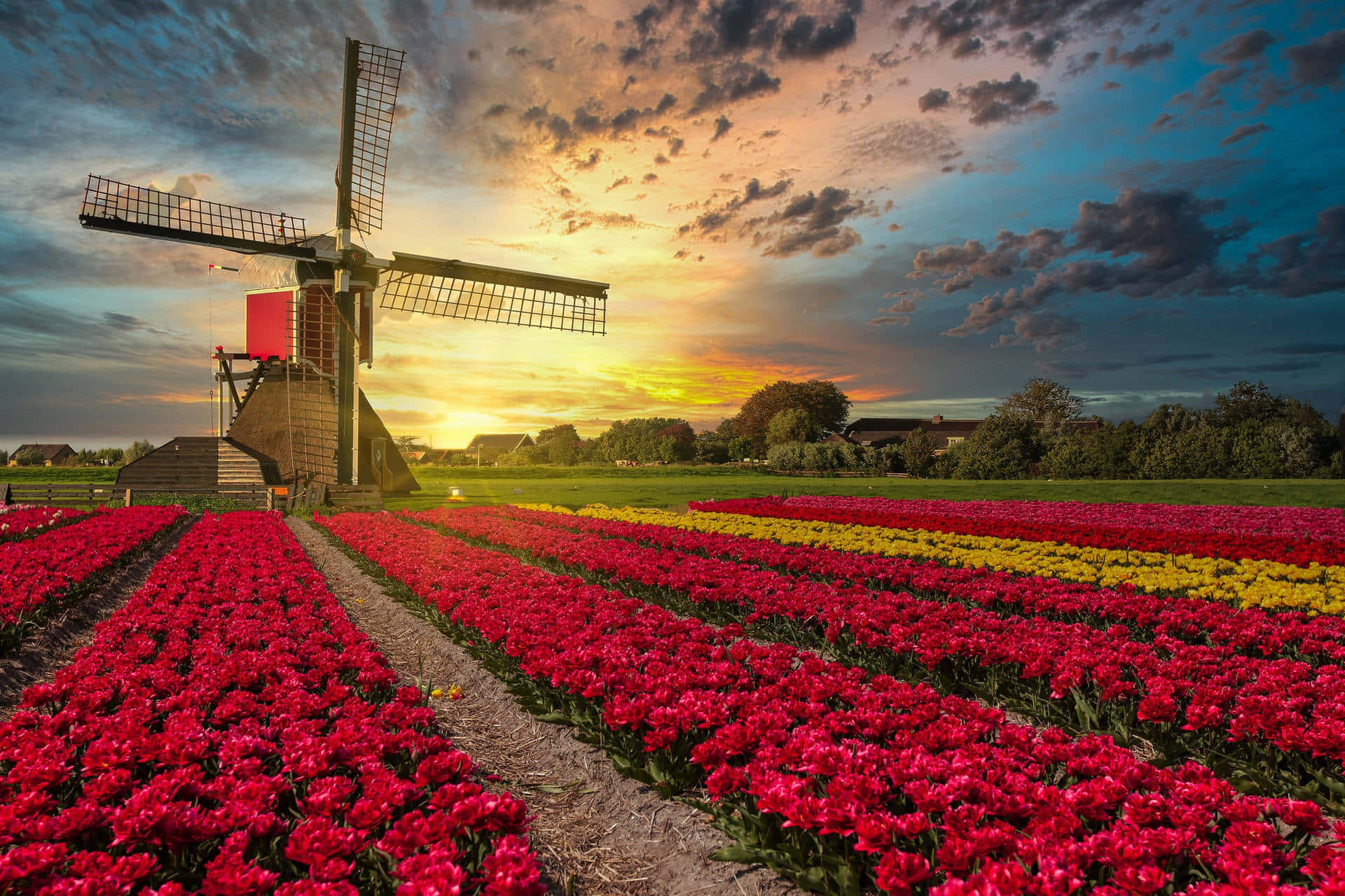 Dutch Windmill Sunset Tulip Fields Wallpaper