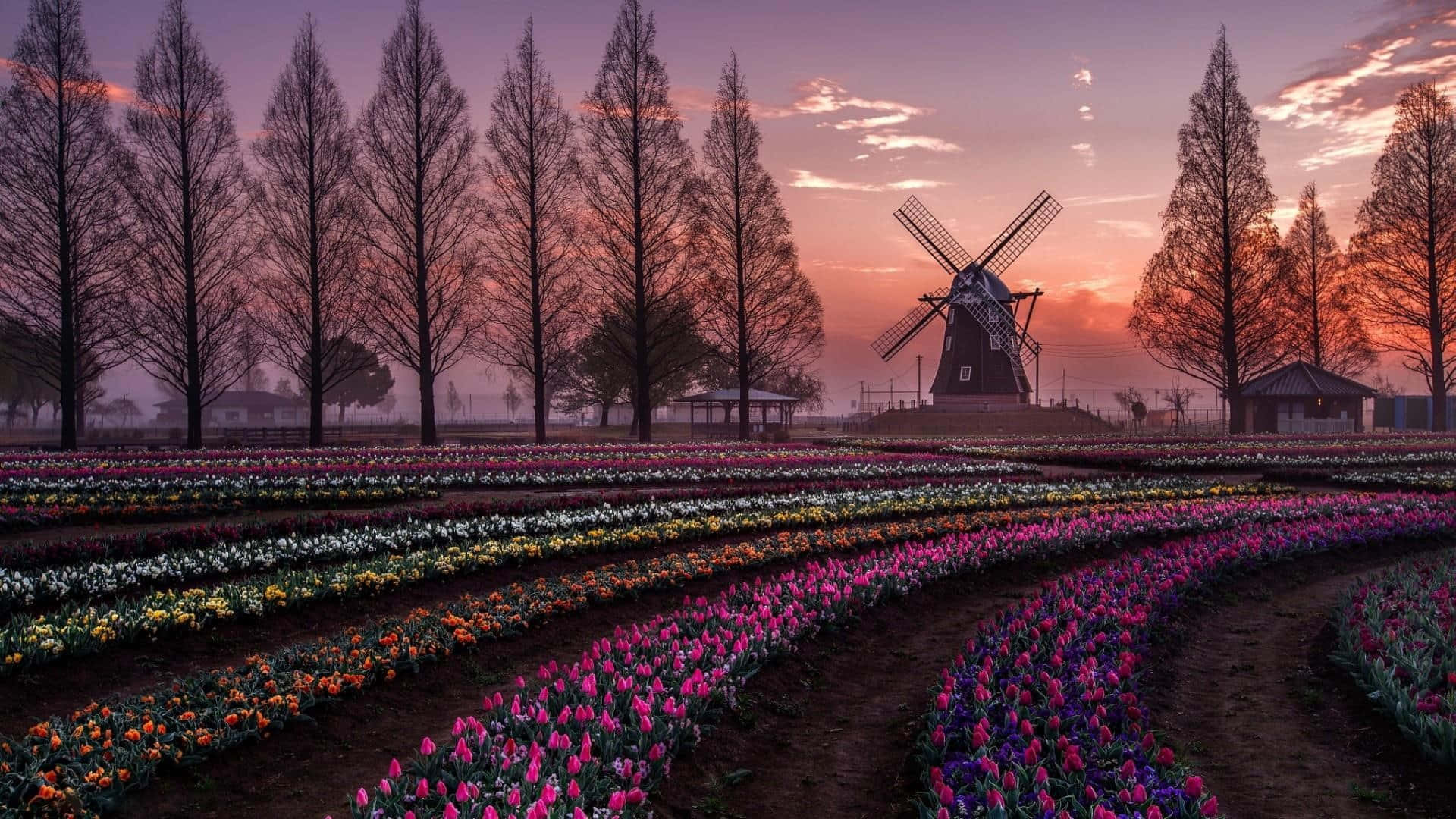 Dutch Windmill Sunset Tulip Fields Wallpaper