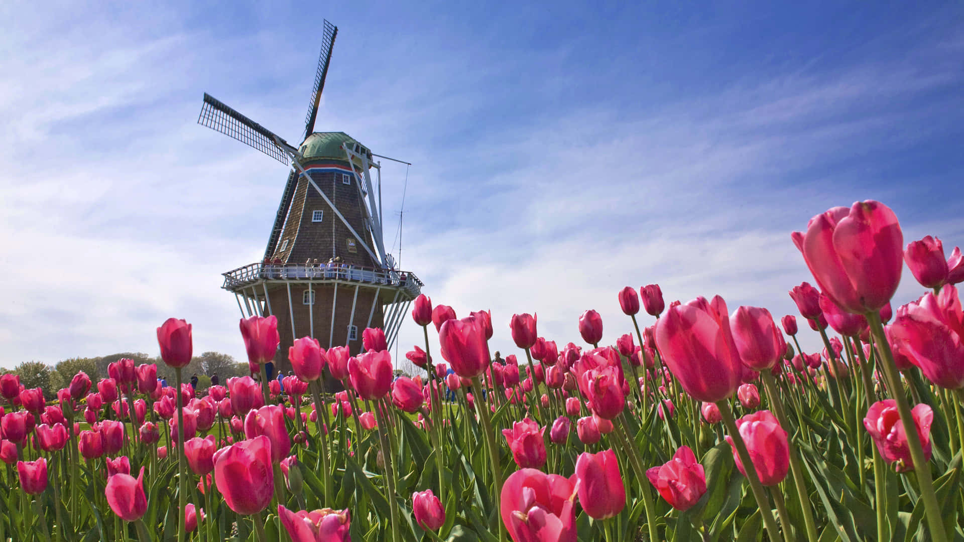 Nederlandse Windmolen En Tulpen Achtergrond