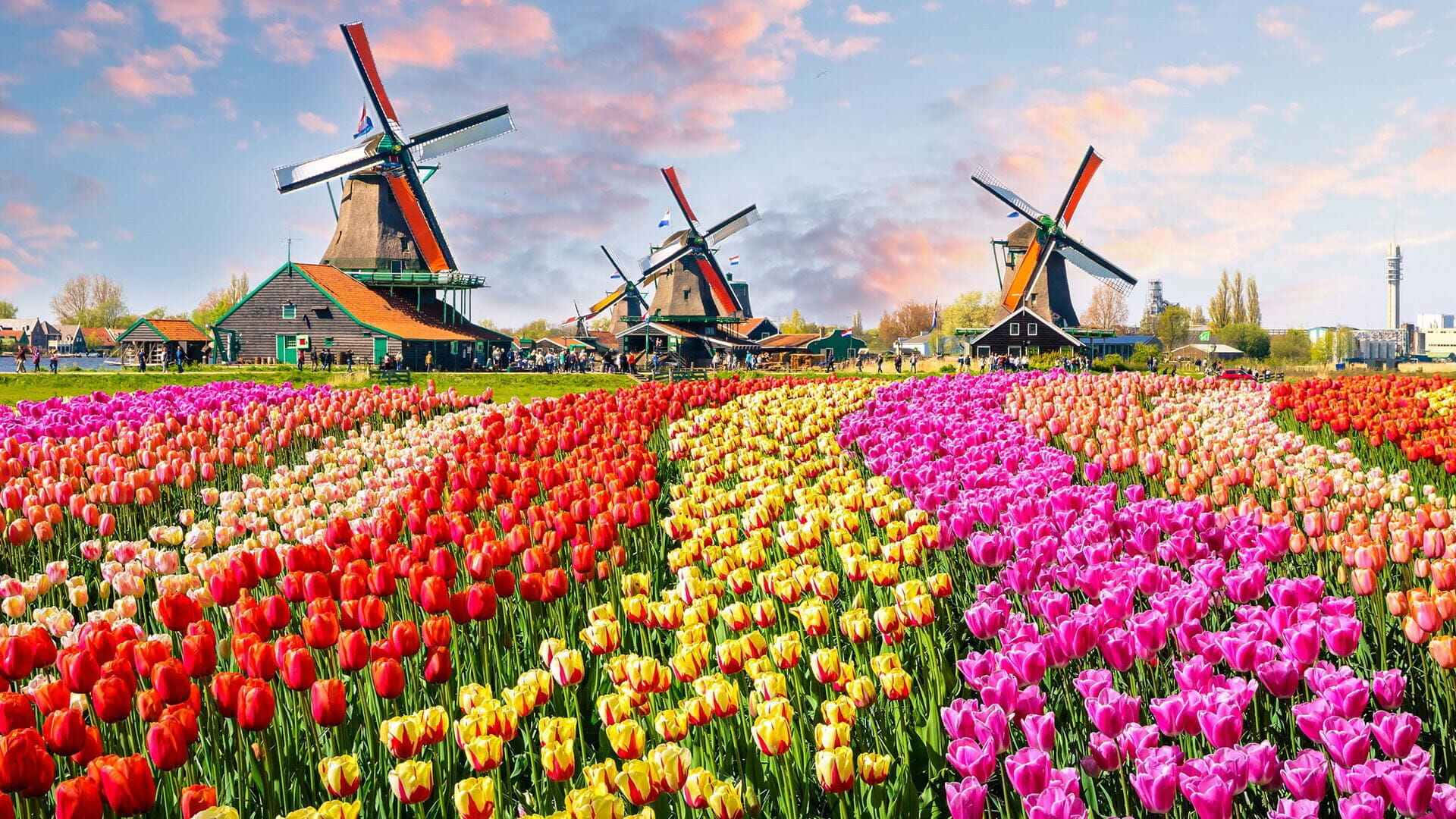 Dutch Windmillsand Tulip Fields Wallpaper