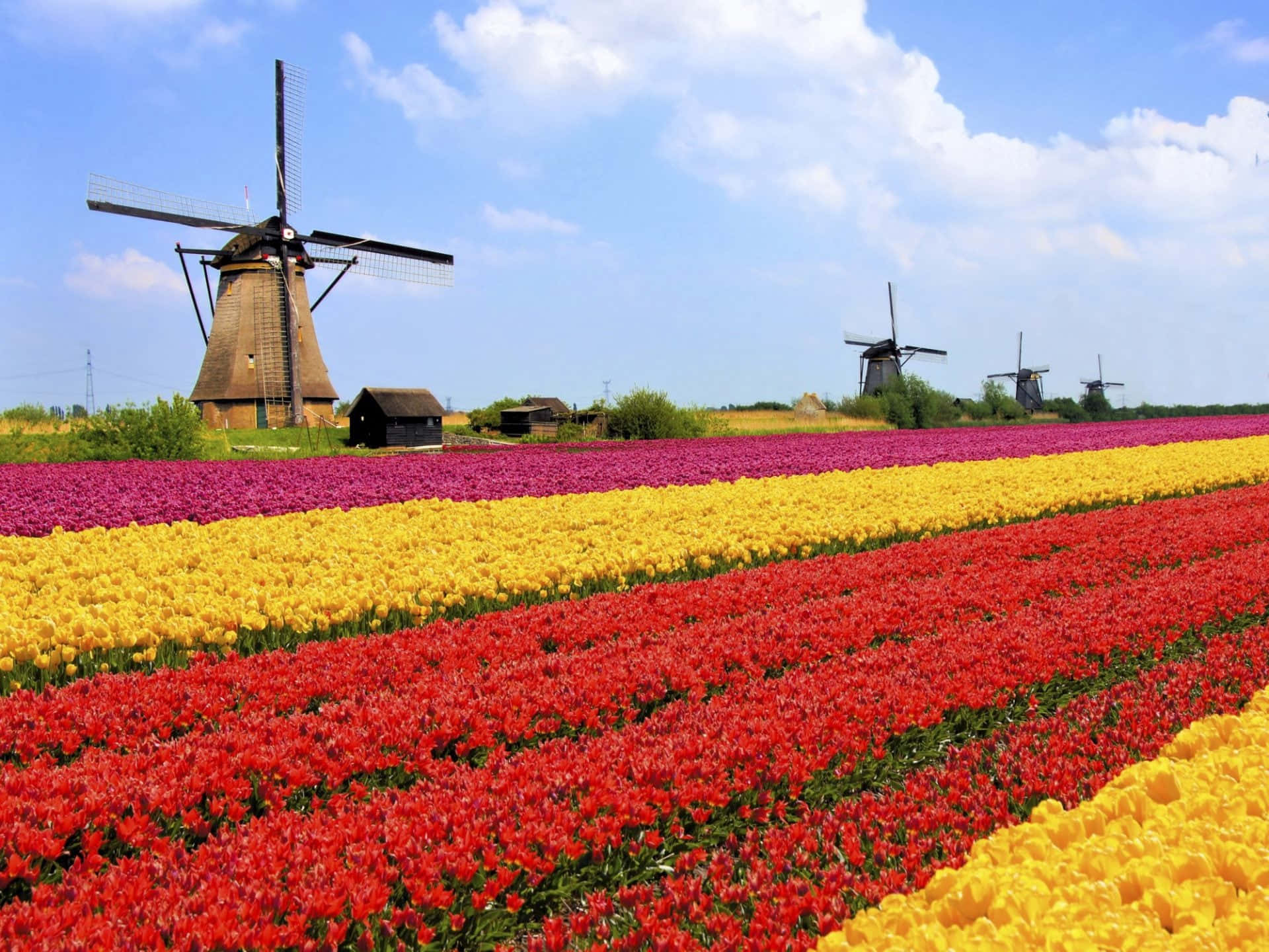 Nederlandse Windmolens En Tulpenvelden Achtergrond