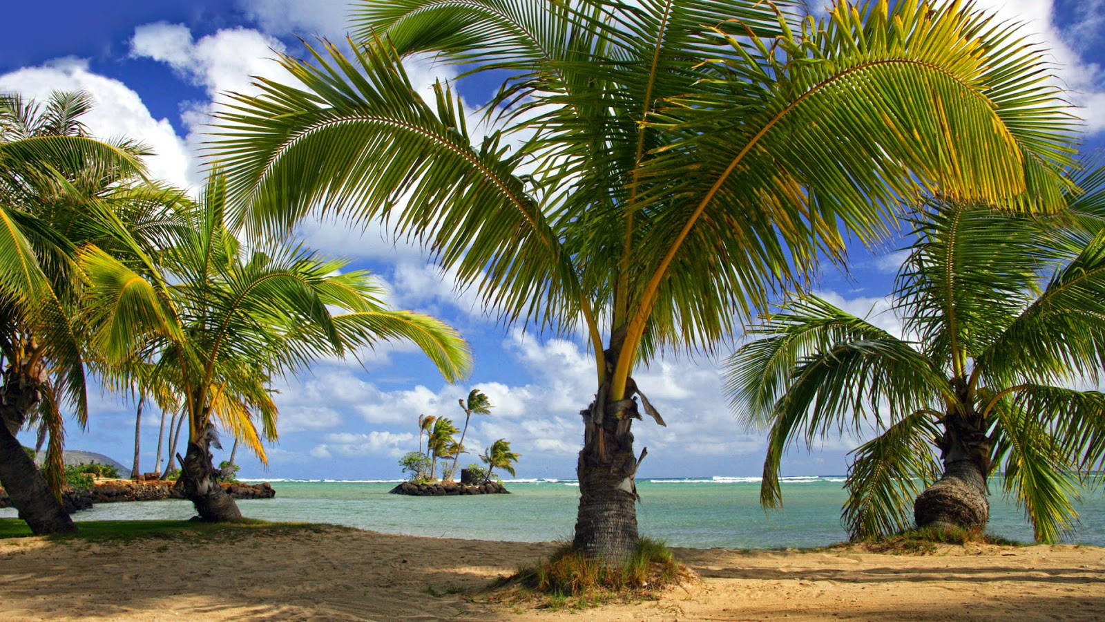 Dwarf Coconut Trees Over Beach Sand Wallpaper