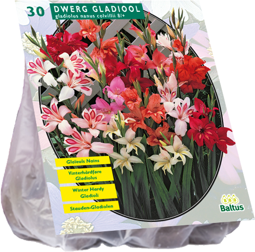 Dwarf Gladiolus Bulb Packaging PNG