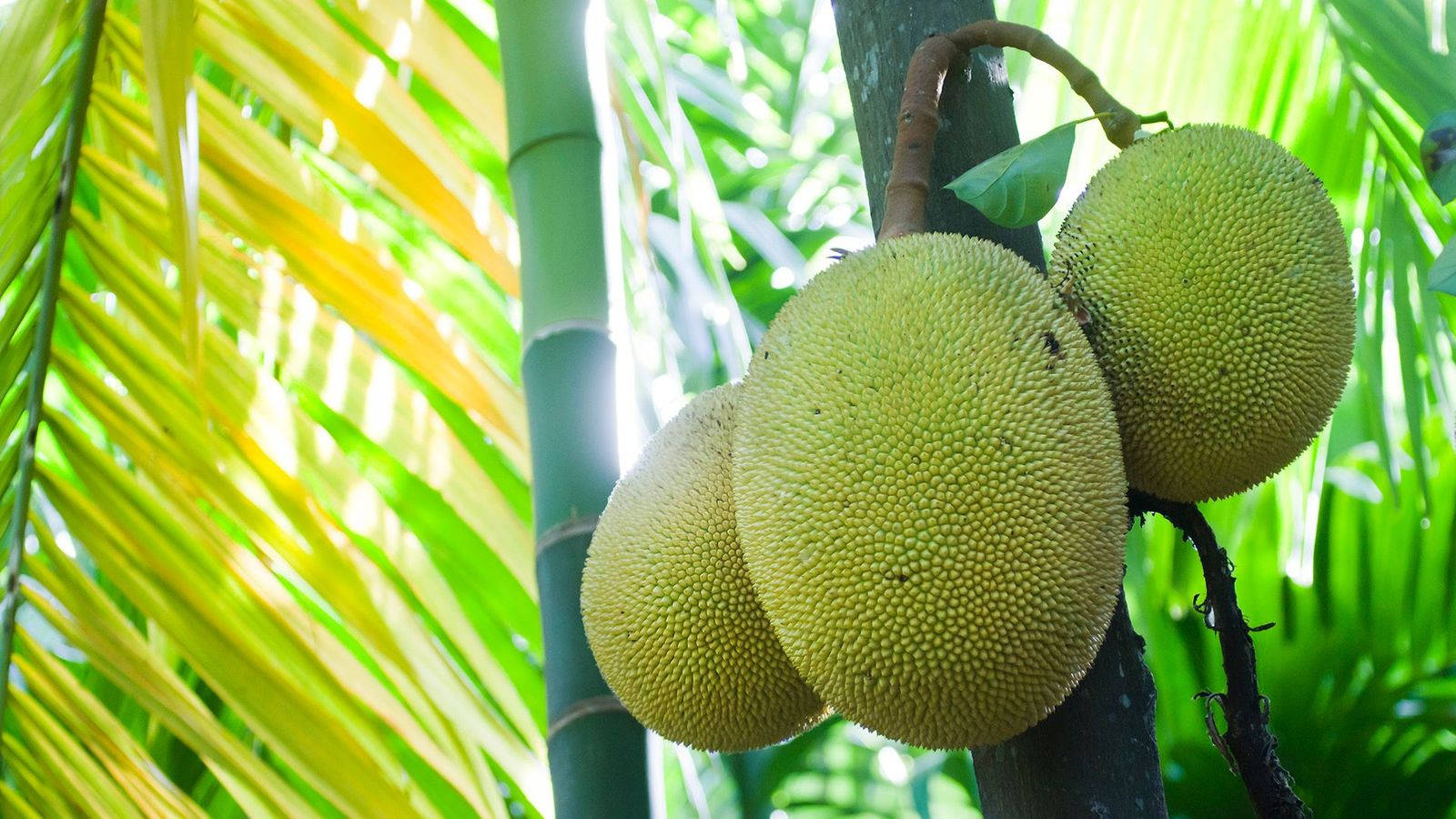 Lush Dwarf Jackfruit Tree Wallpaper