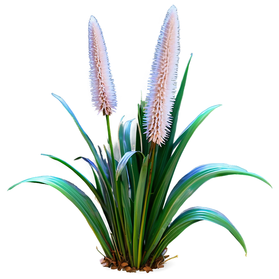 Dwarf Ornamental Grass Png 06212024 PNG