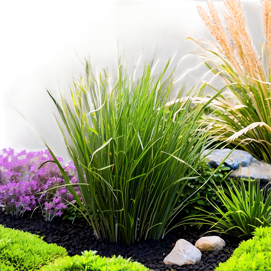 Dwarf Ornamental Grass Png 06212024 PNG