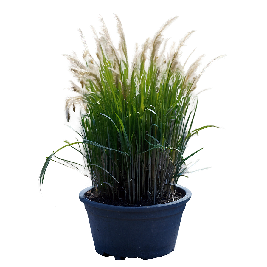 Dwarf Ornamental Grass Png 81 PNG
