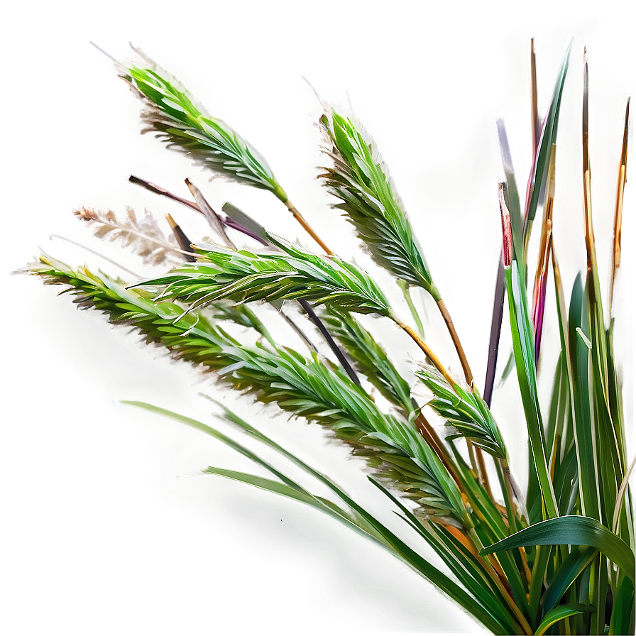 Dwarf Ornamental Grass Png Gsy PNG