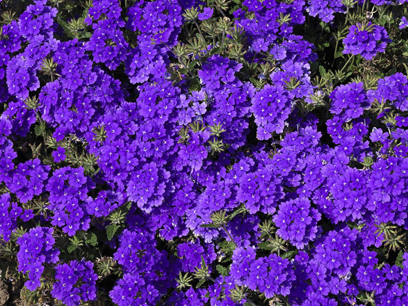 Dwarf Rock Cress Purple Flowers Field Wallpaper