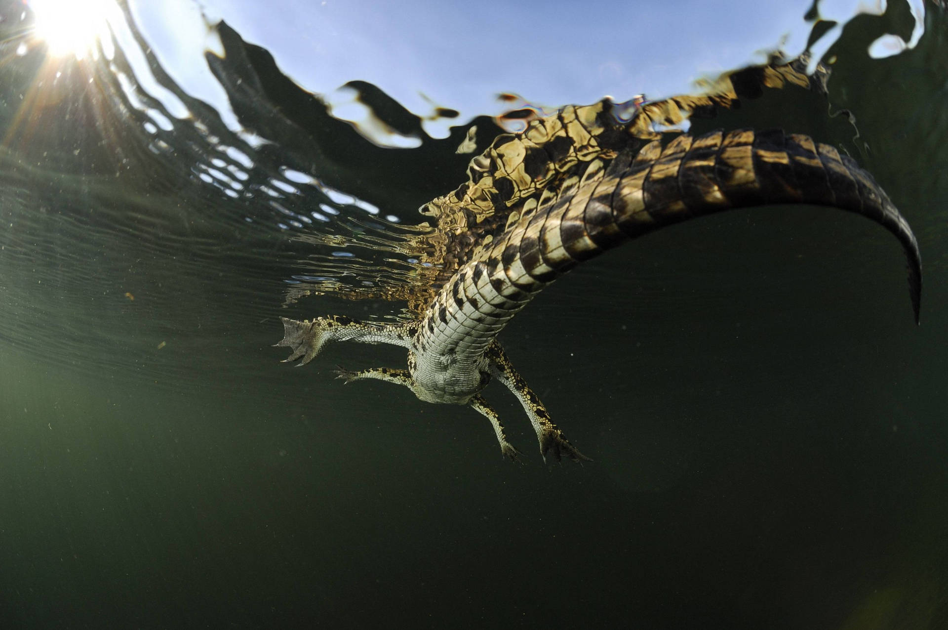 Dyreplanet Krokodille Under Vandet Wallpaper