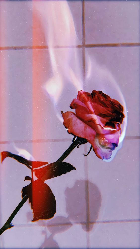 E-girl Aesthetic Burning Rose Phone Background