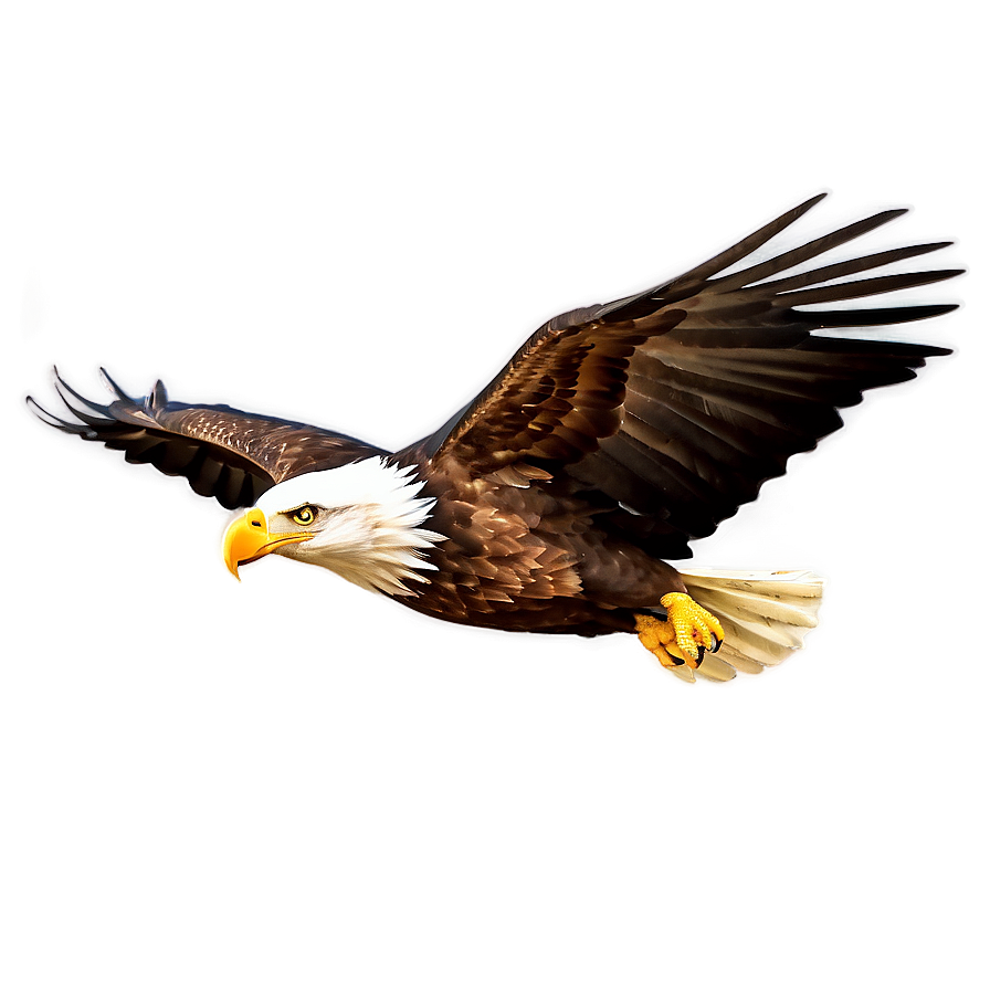 Eagle Bird Soaring Png 05032024 PNG