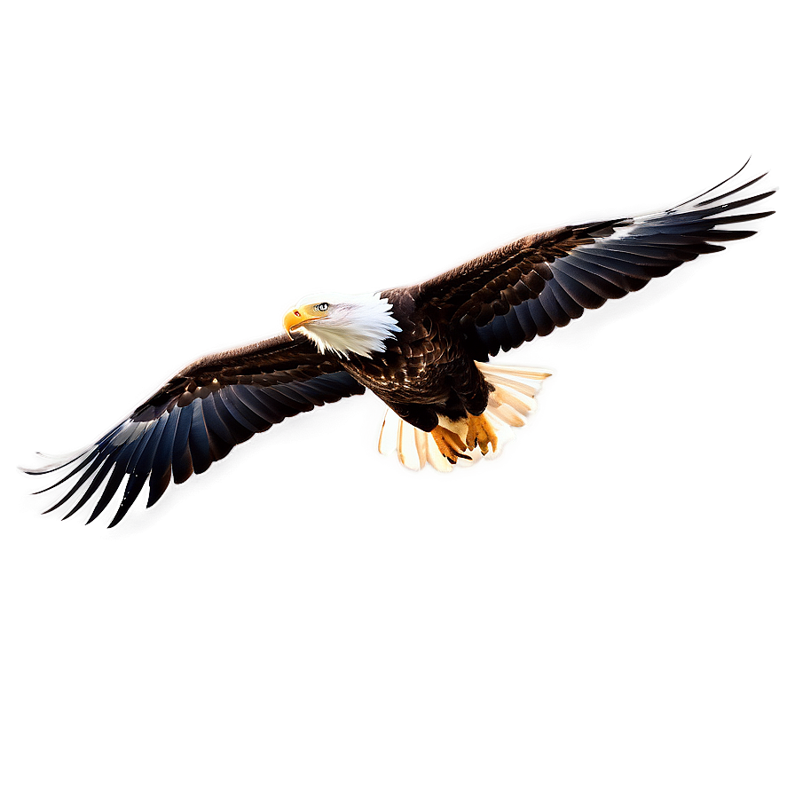 Eagle Bird Soaring Png Mfv25 PNG