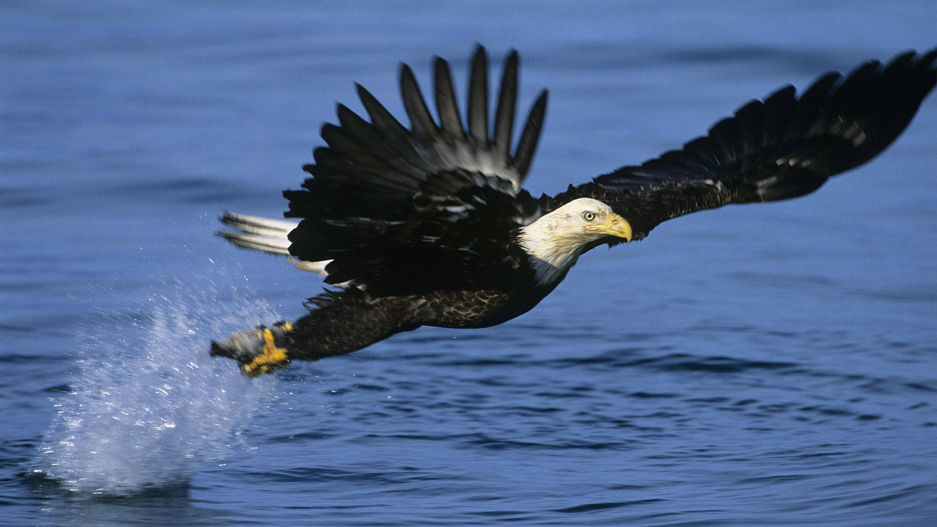 Eagle Catching Fish Wallpaper