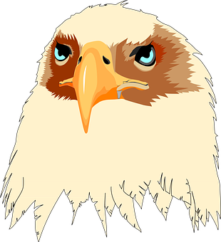 Eagle Head Illustration PNG