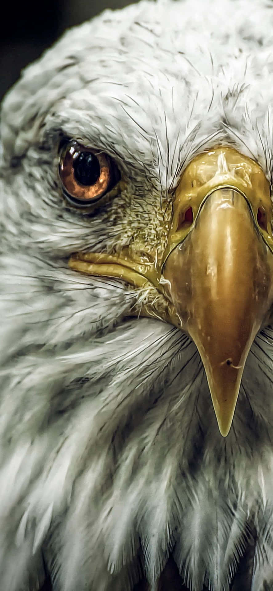 Eagle Iphone 1125 X 2436 Wallpaper
