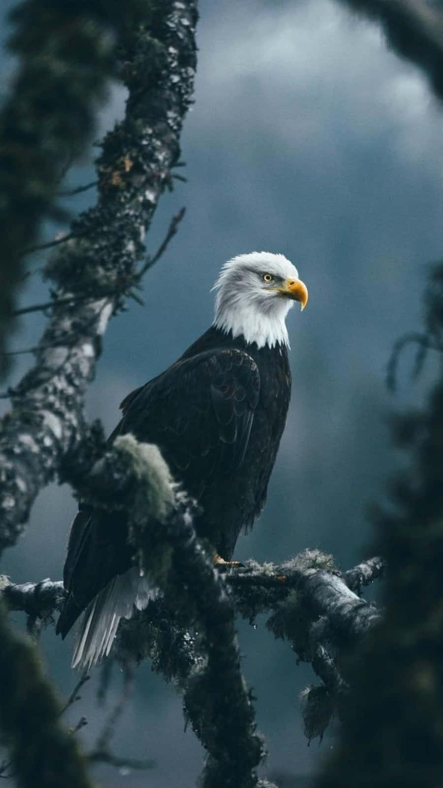 Eagle 1080x1920 Resolution Wallpapers Iphone 76s6 Plus Pixel xl One  Plus 33t5
