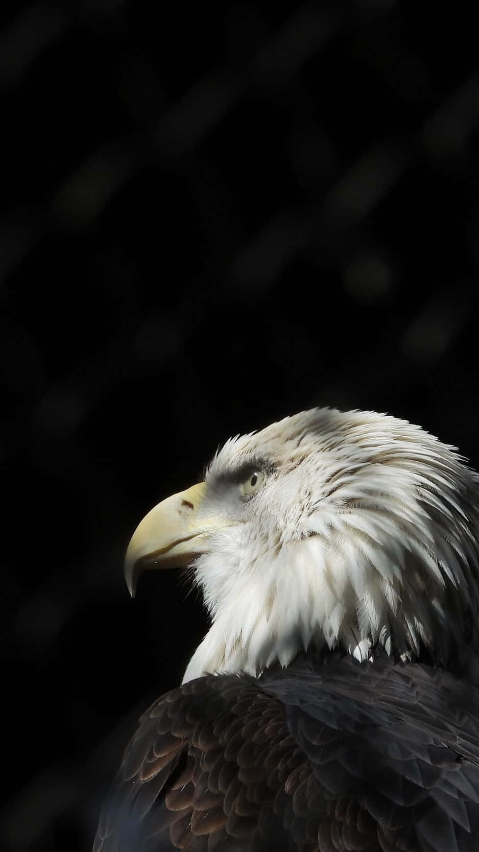 The Eagle iPhone – Experience Smart Technology Wallpaper