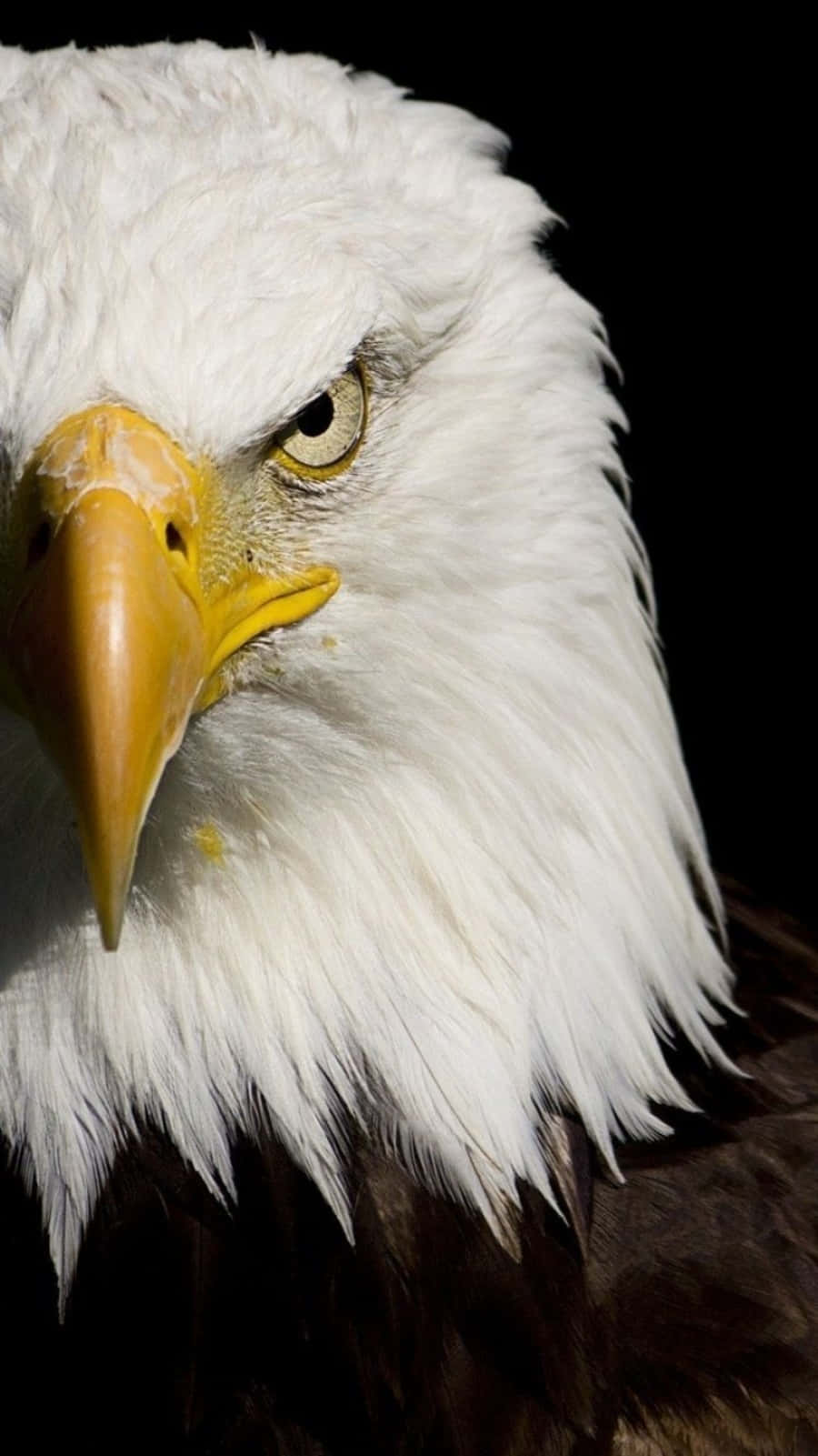 A Close Up Of An Eagle With A Black Background Wallpaper