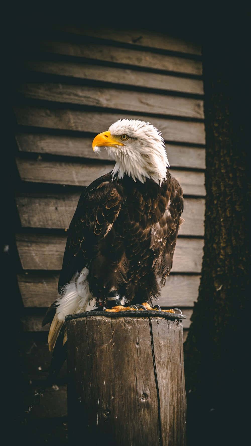 A Bald Eagle Sitting On A Wooden Post Wallpaper