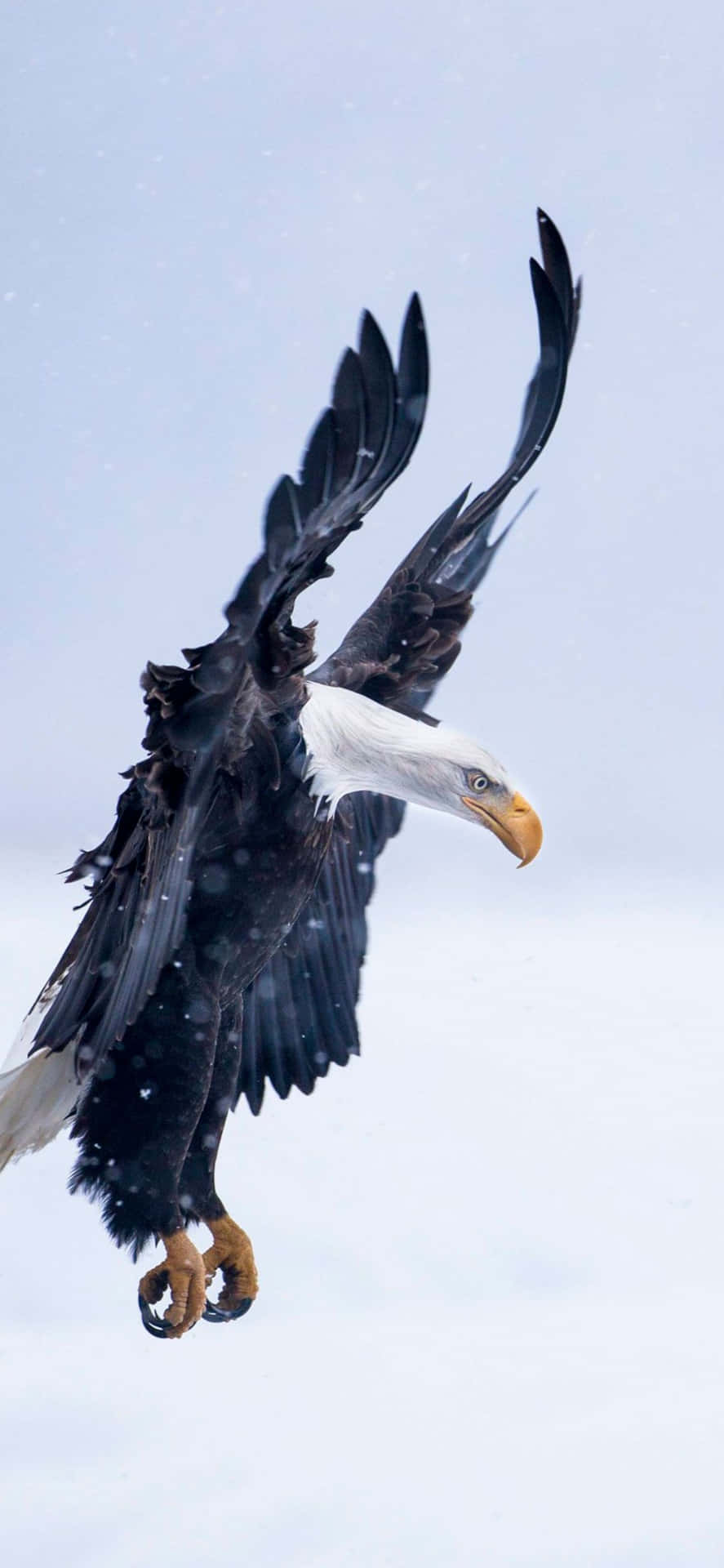 A Bald Eagle Flying Over The Snow Wallpaper