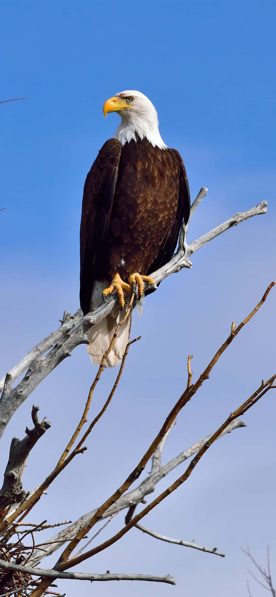 Look at the majestic eagle on this iphone Wallpaper