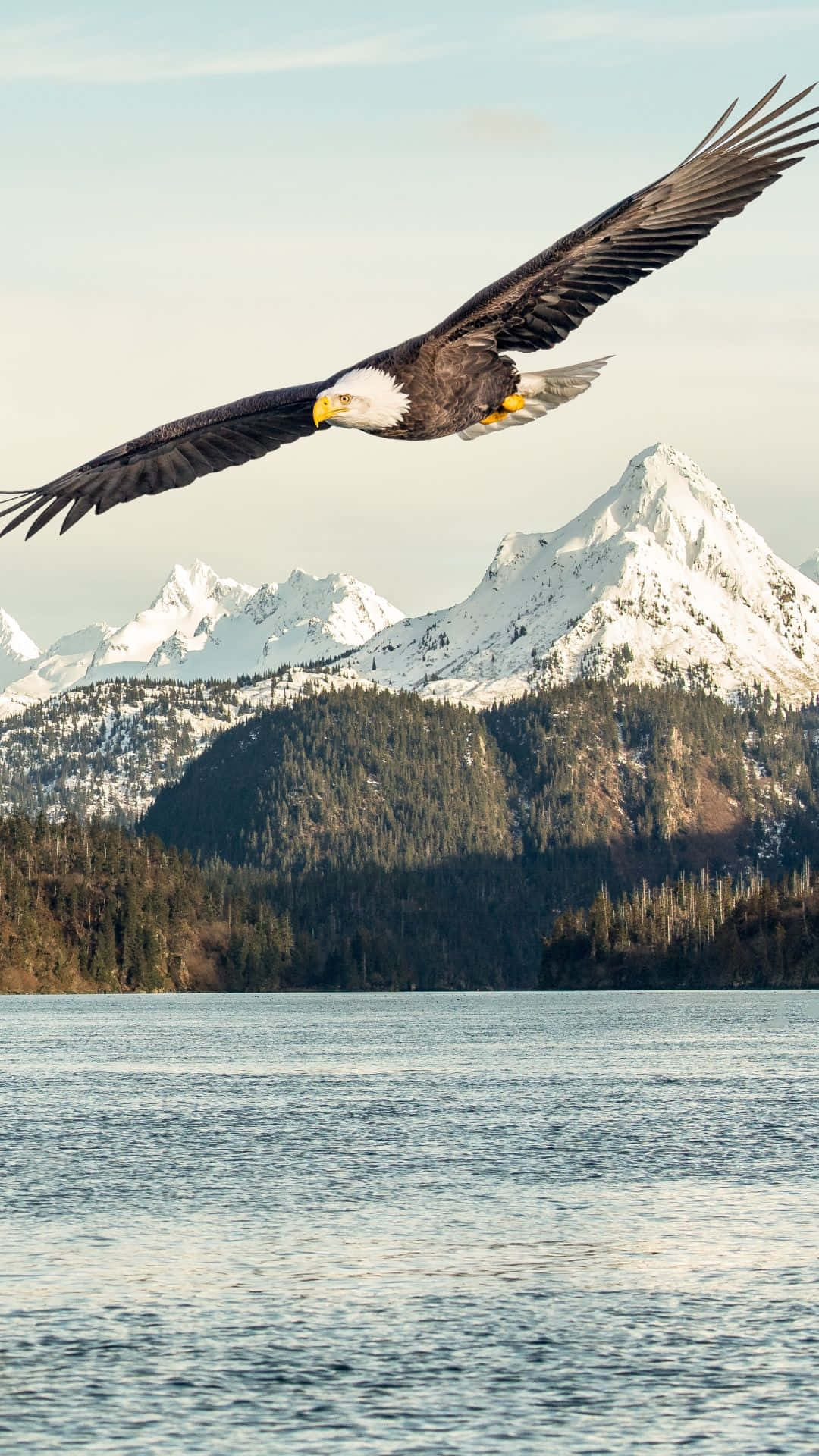 Bald Eagle Flying Over A Body Of Water Wallpaper
