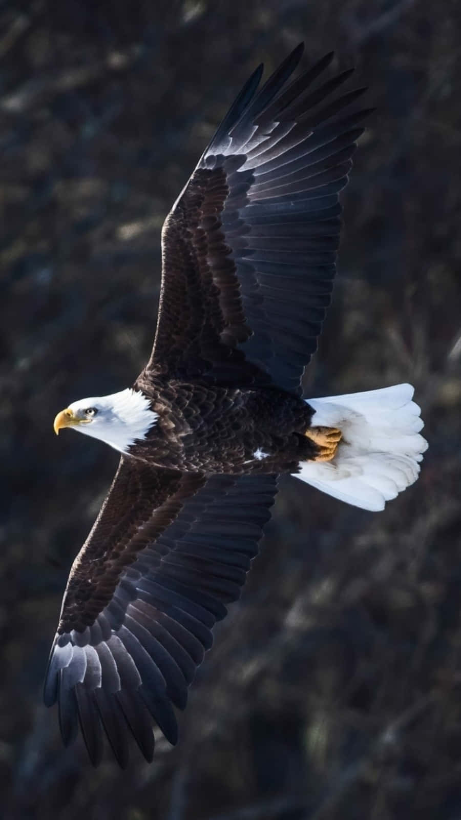 An Eagle soars above its kingdom Wallpaper
