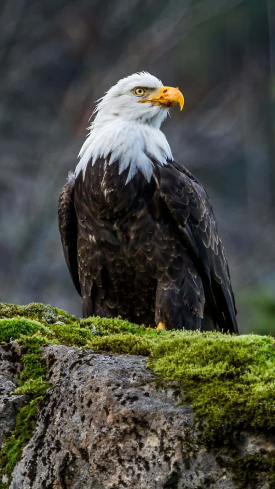 Bald Eagle Perched On A Rock With Moss On It Wallpaper