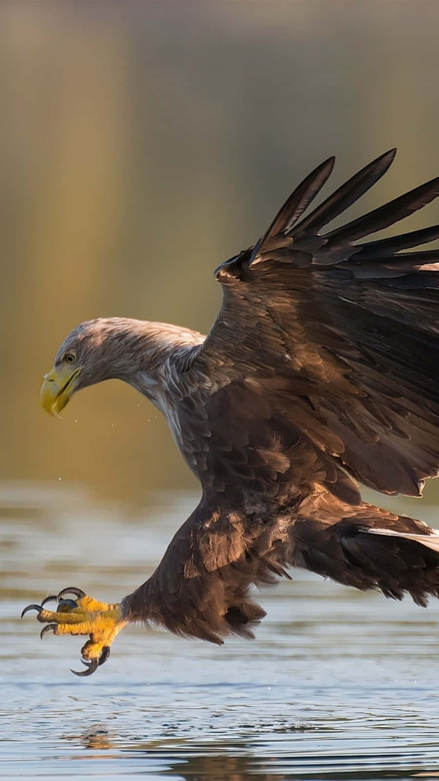 Strike a pose with your Eagle Iphone Wallpaper