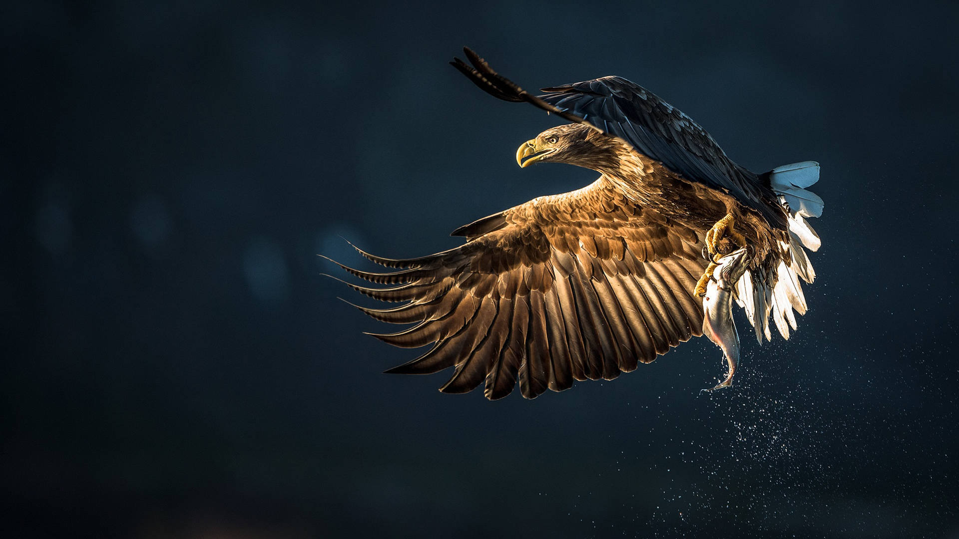 Eagle Mid-flap Durante Il Volo Sfondo