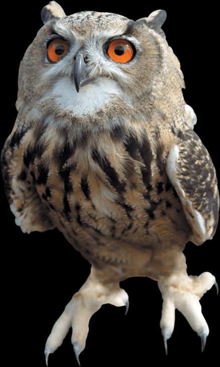 Eagle Owl Intense Gaze PNG