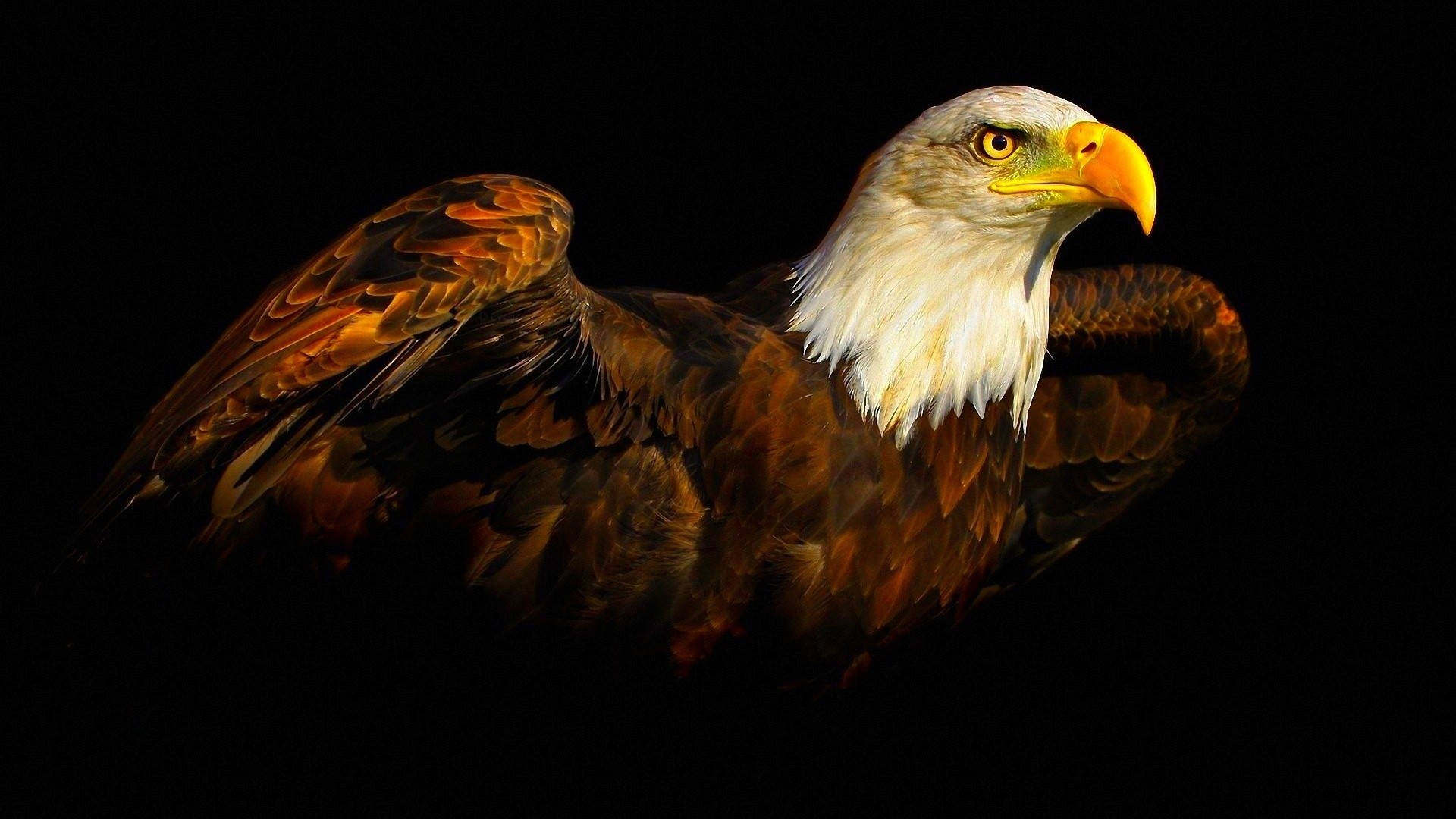 Majestic Eagle Painting on a Dark Background Wallpaper