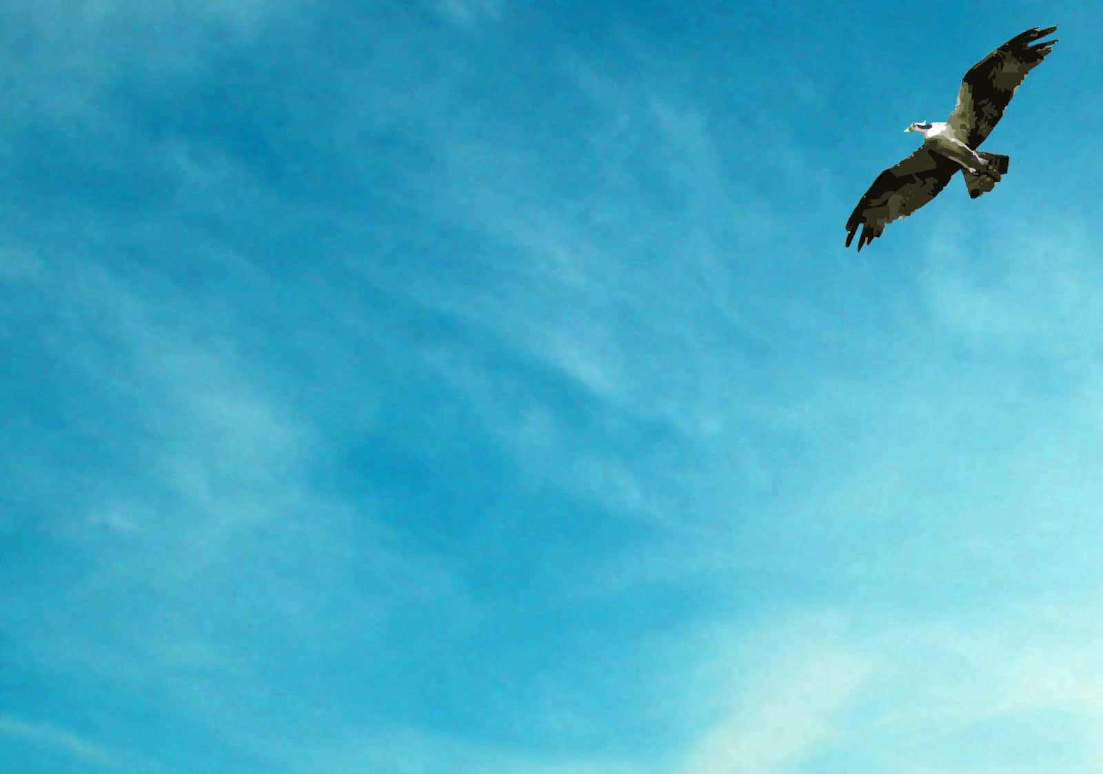 A majestic bald eagle spreads its wings in flight