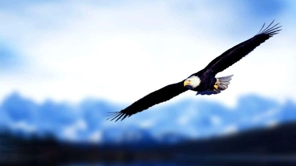 Eagle Focus Picture