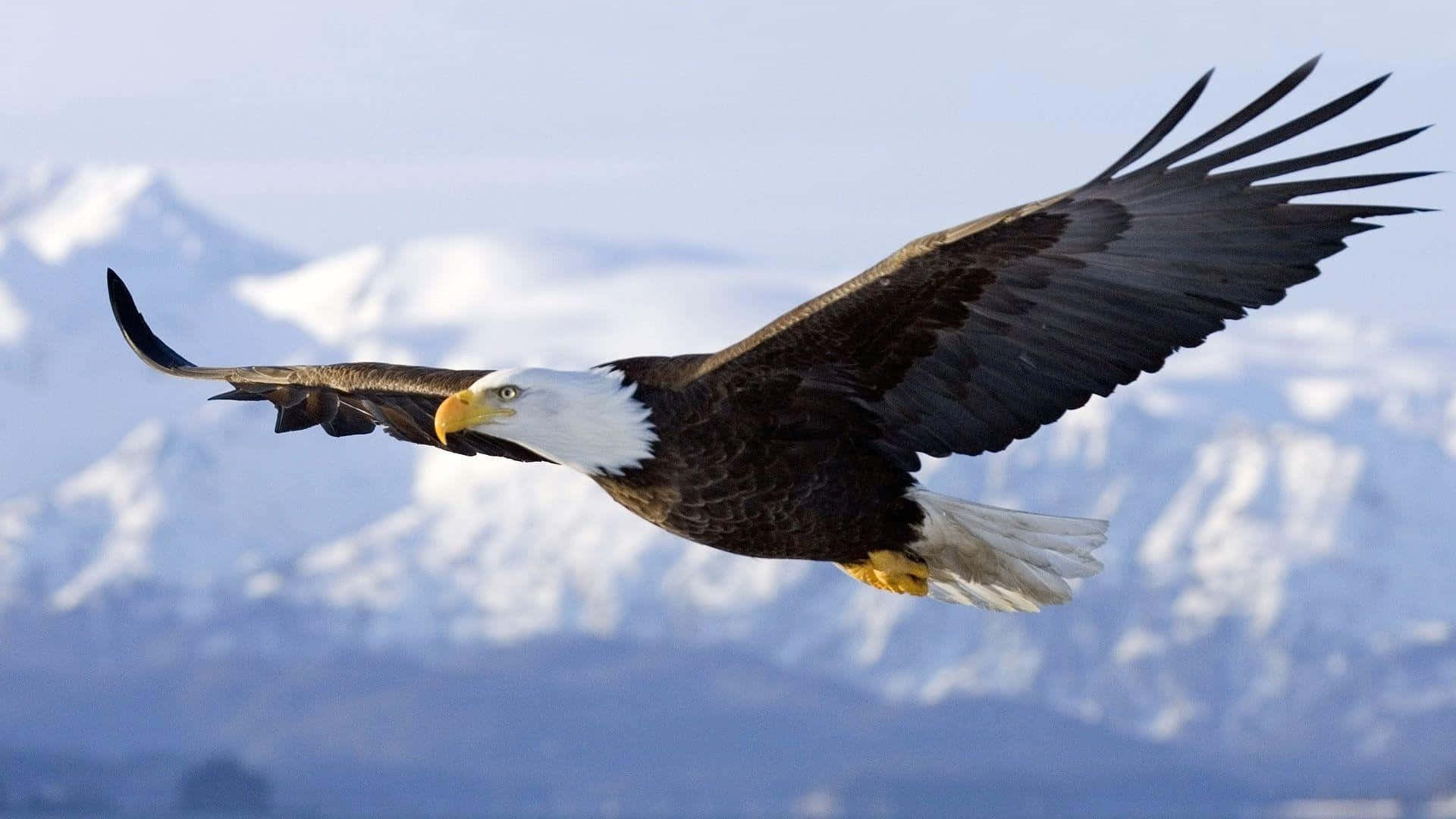 A majestic bald eagle taking flight against a beautiful blue sky