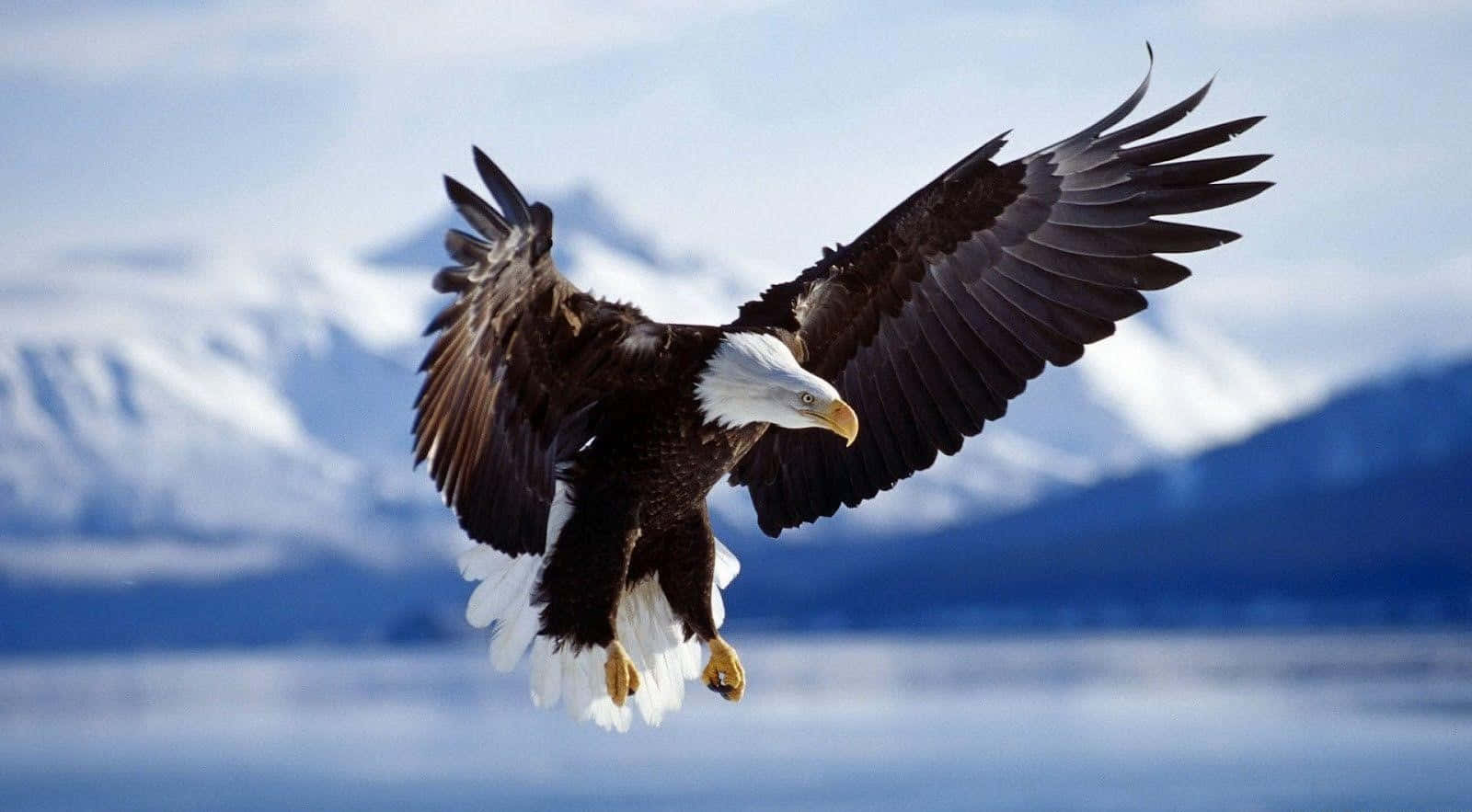Majestic Eagle Flying High