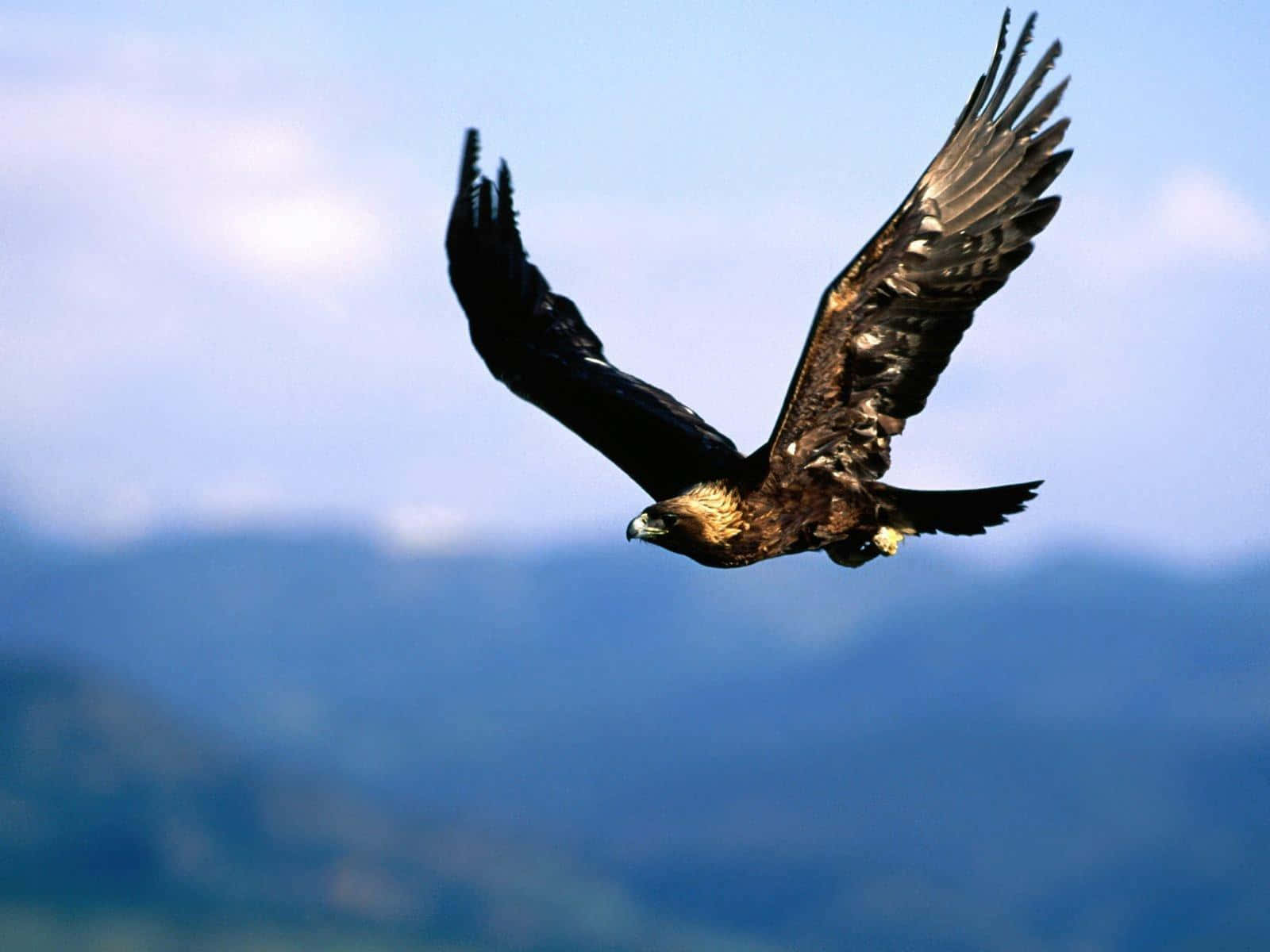 “Soaring with Majestic Beauty: An Eagle in Flight”