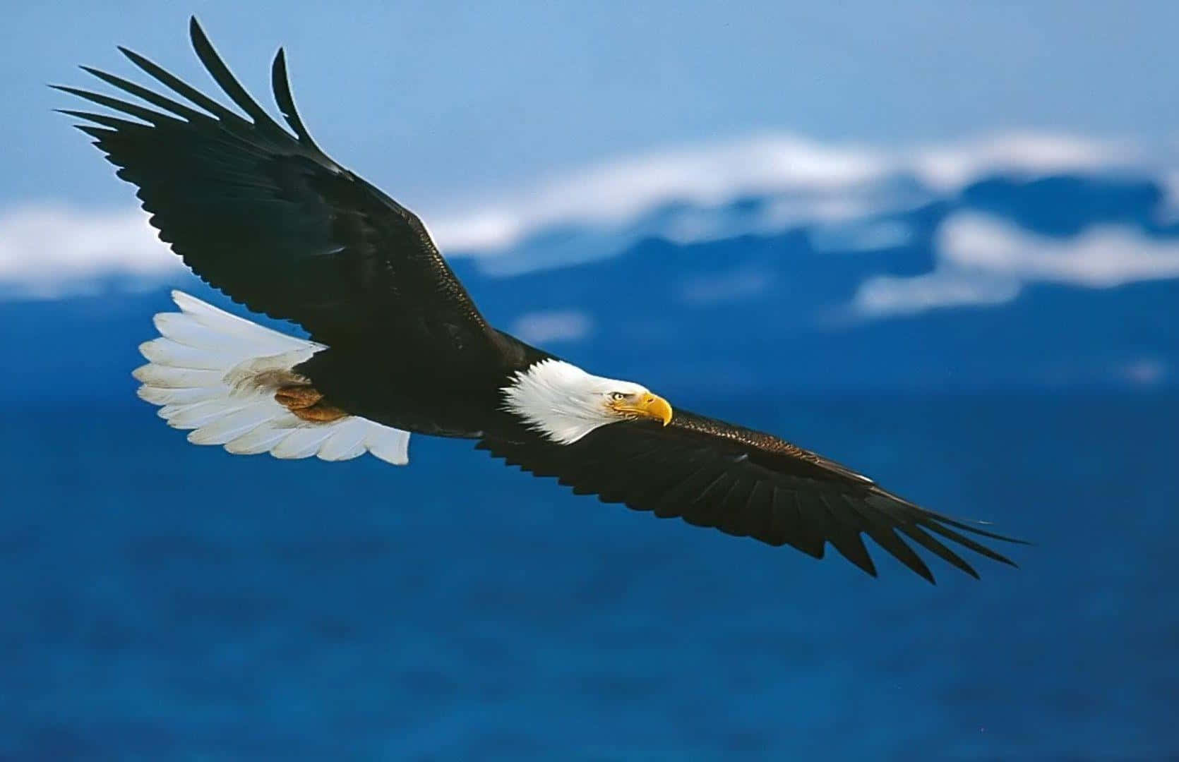 An Eagle Soaring High Above