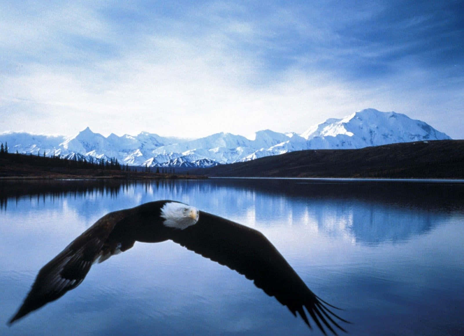 Majestic Bald Eagle Soaring Over Nature