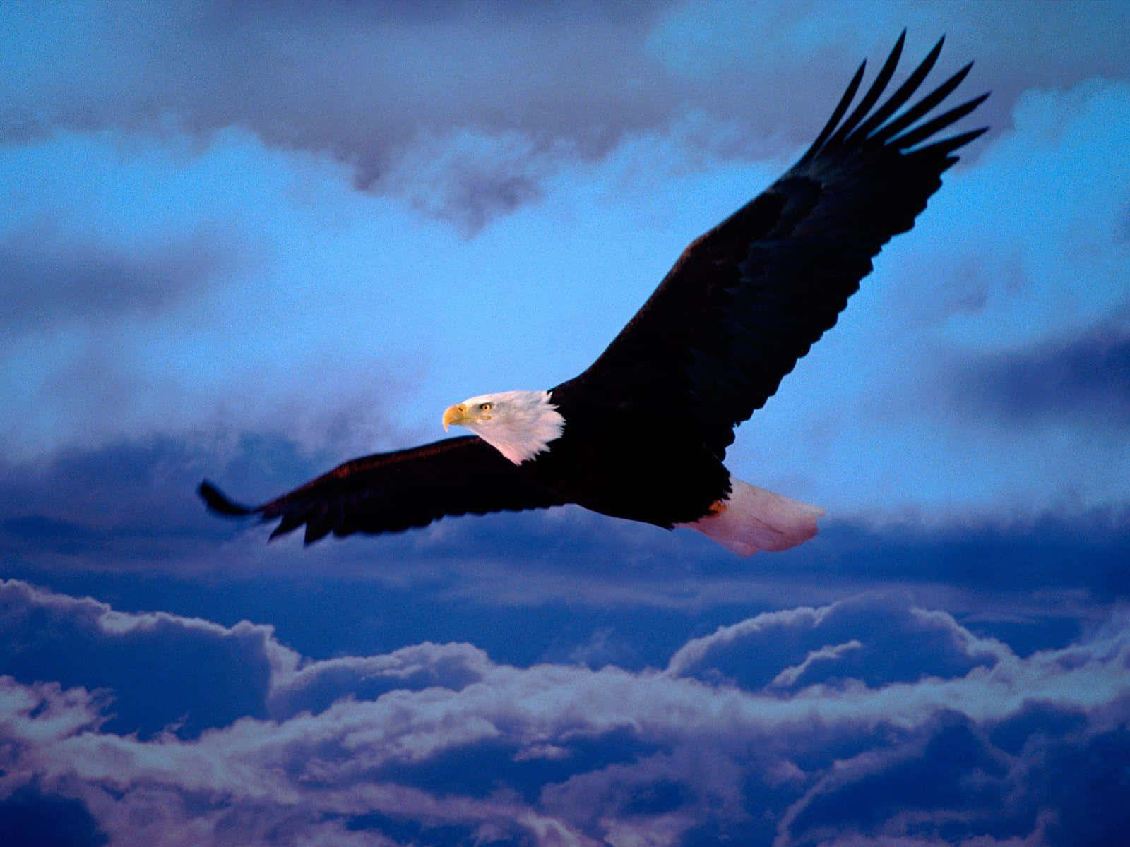 Eagle Cloudy Sky Picture