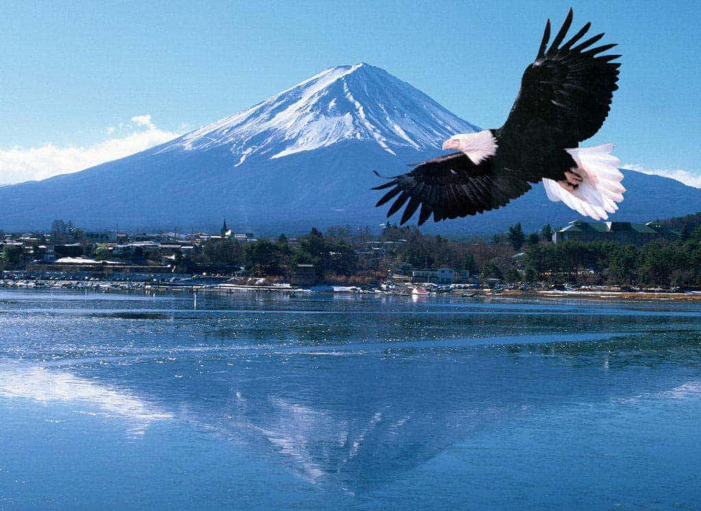 Eagle Reflective Picture